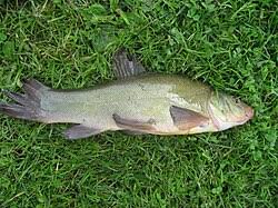 Image result for Tinca tinca
