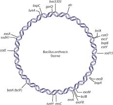 Attēlu rezultāti vaicājumam “Enteridium variabile spores”
