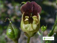 Attēlu rezultāti vaicājumam “Scrophularia nodosa fruit”
