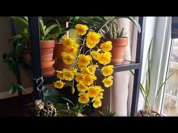 Attēlu rezultāti vaicājumam “Didymium aggregatum”