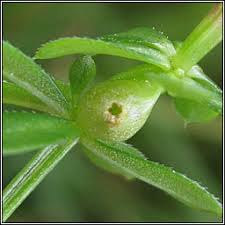 Attēlu rezultāti vaicājumam “Geocrypta galii”