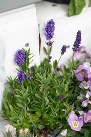 Image result for Lavendel
