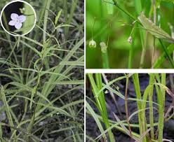 Attēlu rezultāti vaicājumam “Veronica scutellata flower”