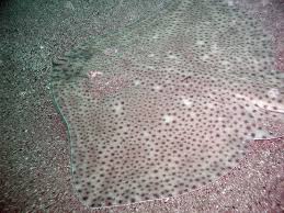 Image result for Raja brachyura