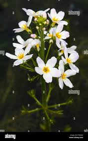 Attēlu rezultāti vaicājumam “Hottonia palustris flower”