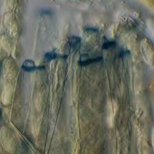 Attēlu rezultāti vaicājumam “Peziza ammophila”