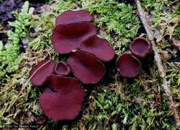 Attēlu rezultāti vaicājumam “Ascocoryne sarcoides”