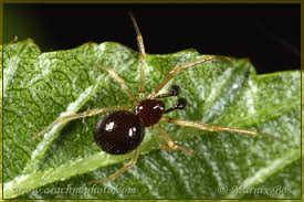 Attēlu rezultāti vaicājumam “Neottiura bimaculata female”