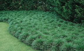 Image result for mondo