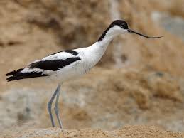 Attēlu rezultāti vaicājumam “Recurvirostra avosetta”