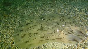 Image result for Raja undulata