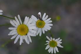 Attēlu rezultāti vaicājumam “Tripleurospermum inodorum”