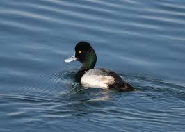 Image result for Aythya affinis