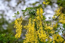 Attēlu rezultāti vaicājumam “Laburnum anagyroides flower”