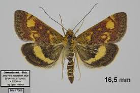 Attēlu rezultāti vaicājumam “Pyrausta aurata”