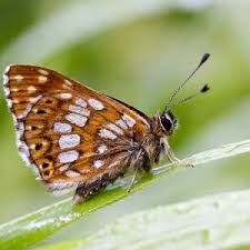 Attēlu rezultāti vaicājumam “Hamearis lucina”