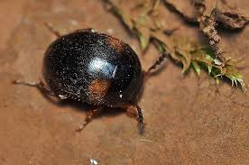 Attēlu rezultāti vaicājumam “Anisotoma humeralis”