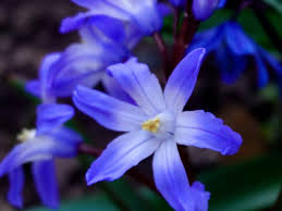 Attēlu rezultāti vaicājumam “Scilla luciliae”