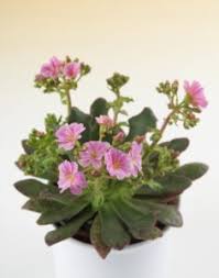 Image result for Bitterwurz