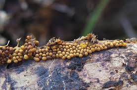 Attēlu rezultāti vaicājumam “Trichia scabra”