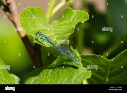 Attēlu rezultāti vaicājumam “Coenagrion puella”