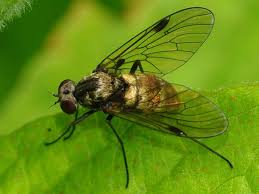 Attēlu rezultāti vaicājumam “Rhagionidae”