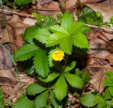 Attēlu rezultāti vaicājumam “Potentilla erecta fruit”