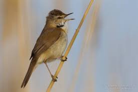 Image result for Acrocephalus agricola