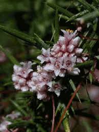 Attēlu rezultāti vaicājumam “Cuscuta epithymum subsp. trifolii flower”
