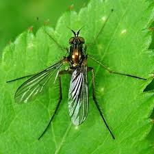 Attēlu rezultāti vaicājumam “Dolichopodidae”