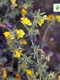 Attēlu rezultāti vaicājumam “Medicago sativa subsp. falcata”