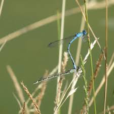 Attēlu rezultāti vaicājumam “Enallagma cyathigerum male”