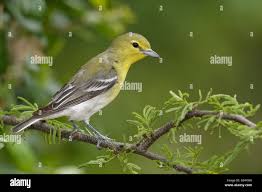 Image result for Vireo flavifrons