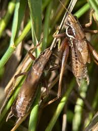Attēlu rezultāti vaicājumam “Metrioptera roeselii”