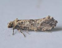 Attēlu rezultāti vaicājumam “Morophaga choragella”