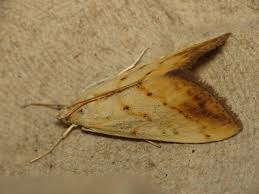 Attēlu rezultāti vaicājumam “Evergestis extimalis”