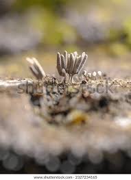 Attēlu rezultāti vaicājumam “Arcyria cinerea stalked”