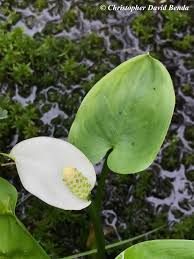 Attēlu rezultāti vaicājumam “Calla palustris flower”