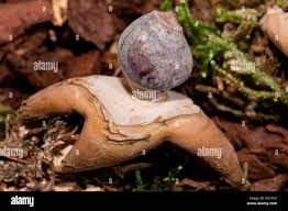 Attēlu rezultāti vaicājumam “Geastrum quadrifidum”