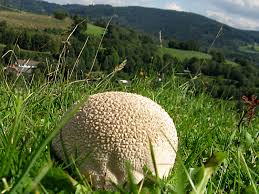 Attēlu rezultāti vaicājumam “Calvatia utriformis”