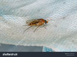 Attēlu rezultāti vaicājumam “Phoridae”