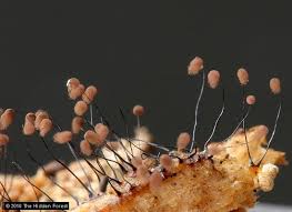 Attēlu rezultāti vaicājumam “Comatricha fragilis stalked”