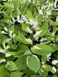 Attēlu rezultāti vaicājumam “Polygonatum odoratum”