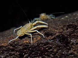 Attēlu rezultāti vaicājumam “Crustacea”