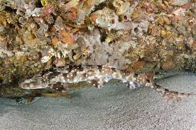 Image result for Haploblepharus edwardsii