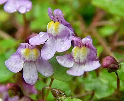 Attēlu rezultāti vaicājumam “Cymbalaria muralis flower”