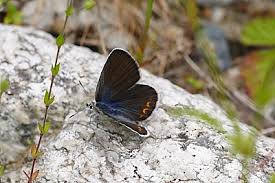 Attēlu rezultāti vaicājumam “Plebejus idas underside”