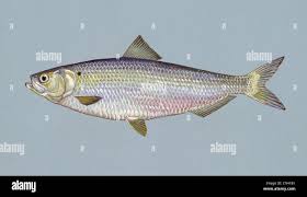 Image result for Alosa aestivalis