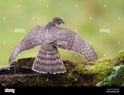Attēlu rezultāti vaicājumam “Accipiter nisus female”