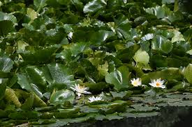 Attēlu rezultāti vaicājumam “Nymphaea alba”